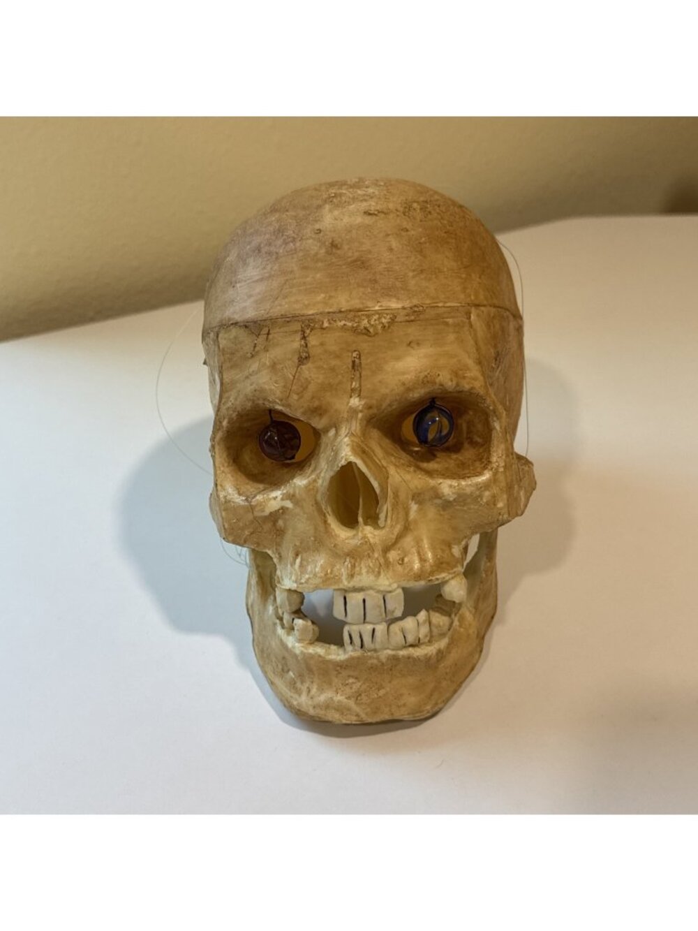 SKULL 1995 Life-Size Moveable Jaw Resin Skull Halloween  Top Stone Industries